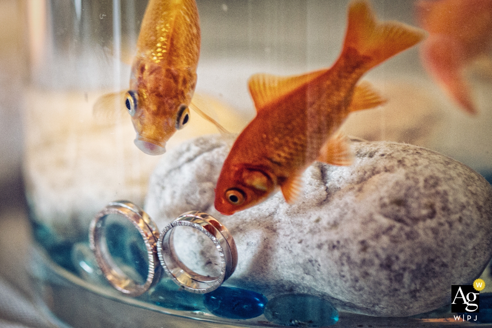 Los curiosos peces dorados se acercaban a los anillos de boda en el fondo de la pecera, agregando un toque único al día especial.