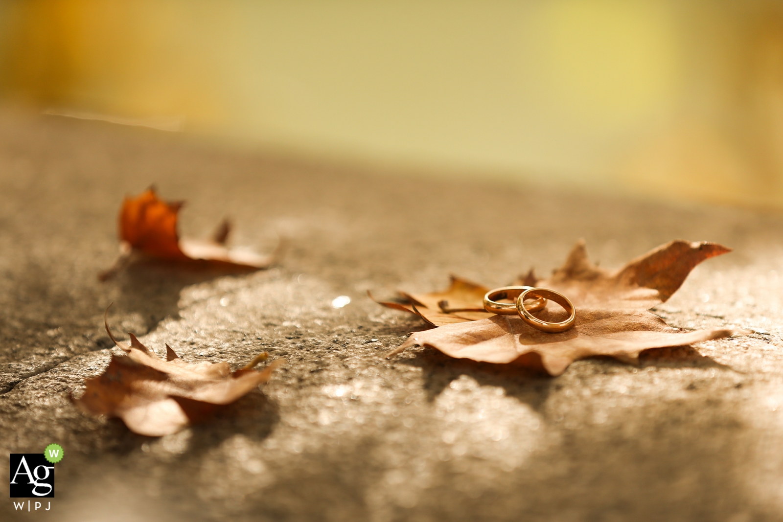 At a Bari wedding, an artful image of the couple's rings on a fallen autumn leaf was captured in a close-up shot