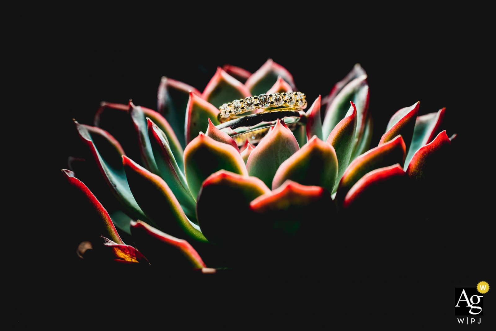 At Baden-Wurttemberg, a close-up shot of the couple's wedding rings was captured on a large cactus-like flower