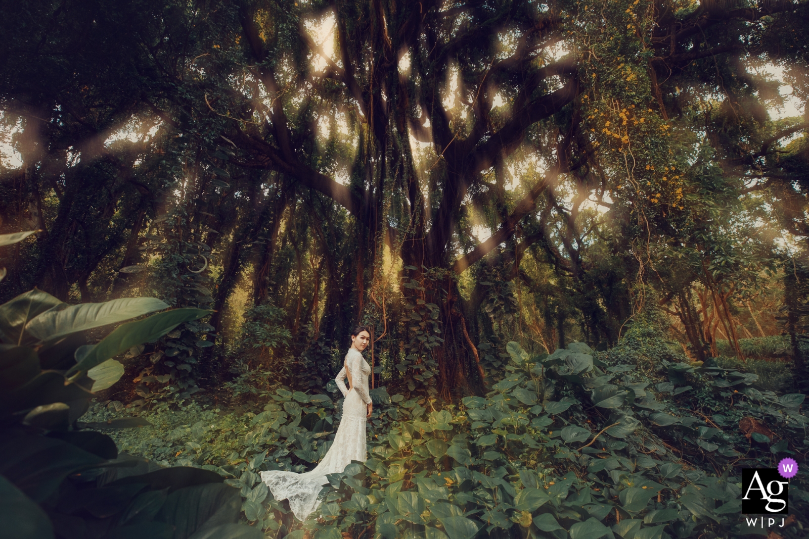 Une photo d'une mariée souriant largement sous un grand arbre tropical luxuriant à Hawaï, aux États-Unis, a été prise le jour du mariage