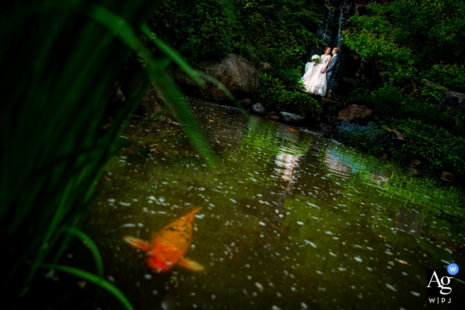 O lindo casamento do casal Rockford foi realizado no Anderson Japanese Gardens, com um retrato deslumbrante do casal e peixes koi nadando na lagoa