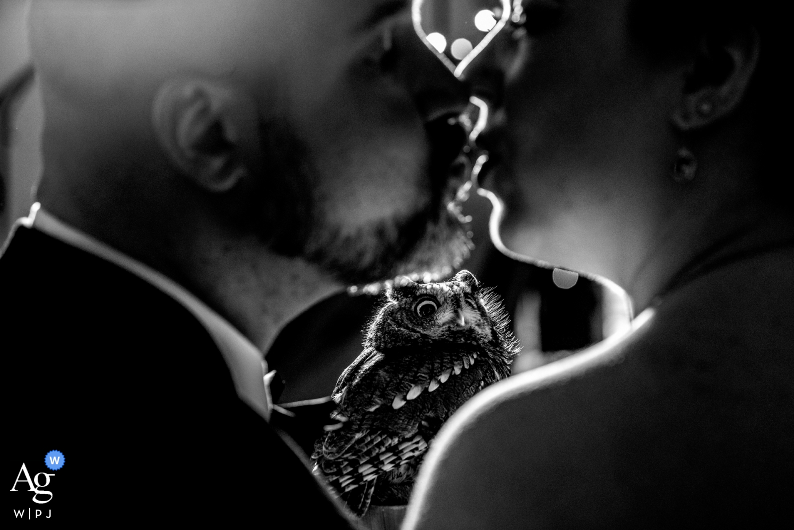Foto de: <a href="https://www.wpja.com/photos/artistic-wedding-photographers/2529996"> Johnny Shryock - Arlington Virginia Cloisters Castle, Pikesville, MD Fotógrafo de bodas | Una pequeña lechuza observa a la pareja besándose.