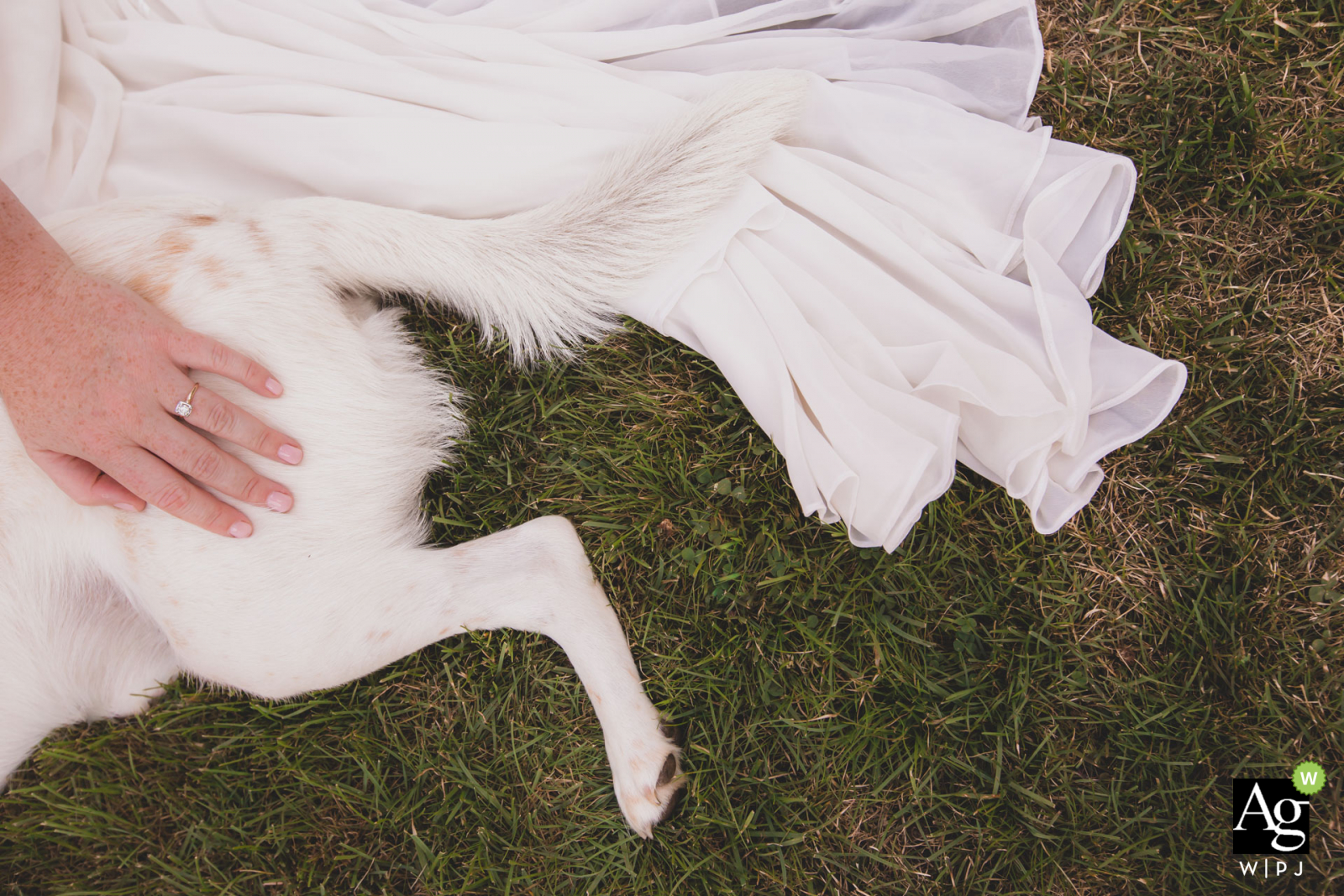 Massachusetts wedding photo from the bride's Home in Nantucket | The bride and her rescue pup sprout sharing time before the wedding ceremony.