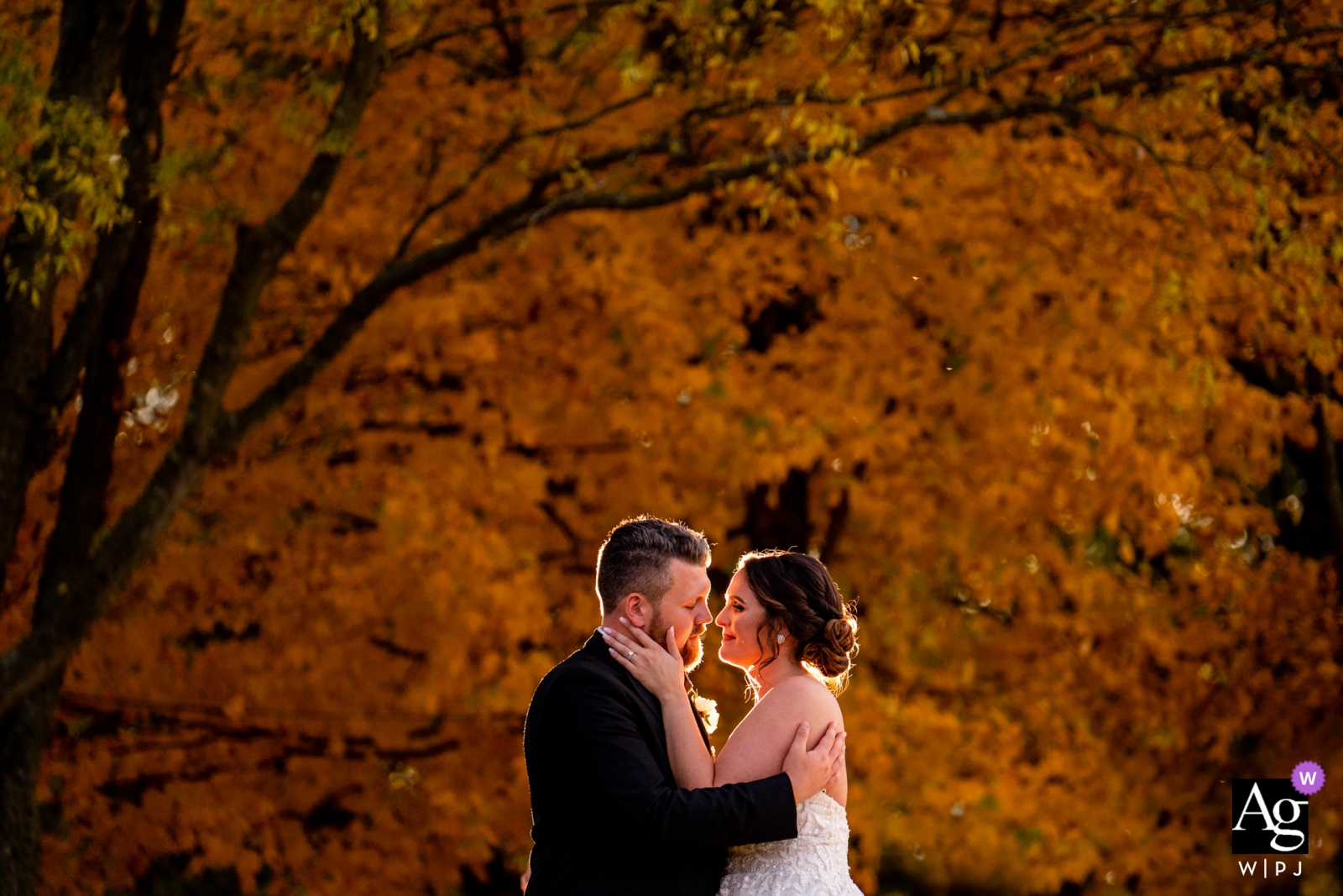 Great Marsh Estate, foto do casamento em Bealeton VA | Cintura para cima retrato da noiva e do noivo, retroiluminado, na frente de uma árvore na cor outonal de pico.