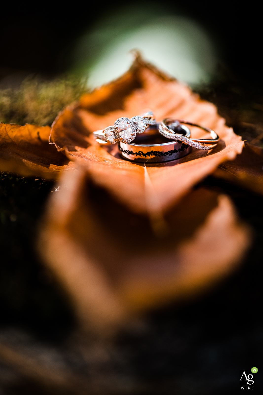 Photo de mariage au Massachusetts dans une famille de mariés | Anneaux automnaux d'arrière-cour photo détail sur une feuille