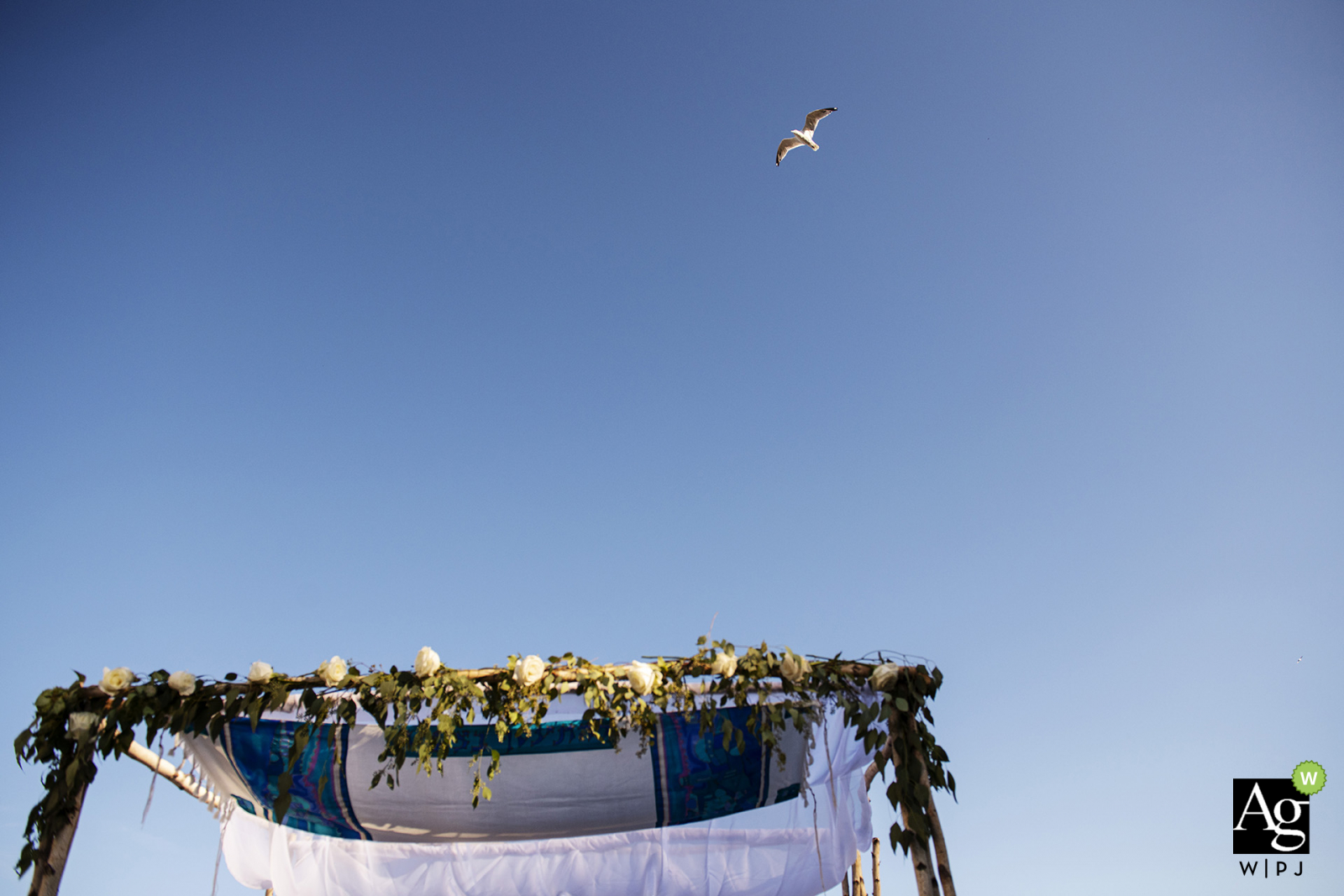 Oceanview - Nahant, Massachusetts outdoor wedding venue photo | Bird flying over chuppah during ceremony 