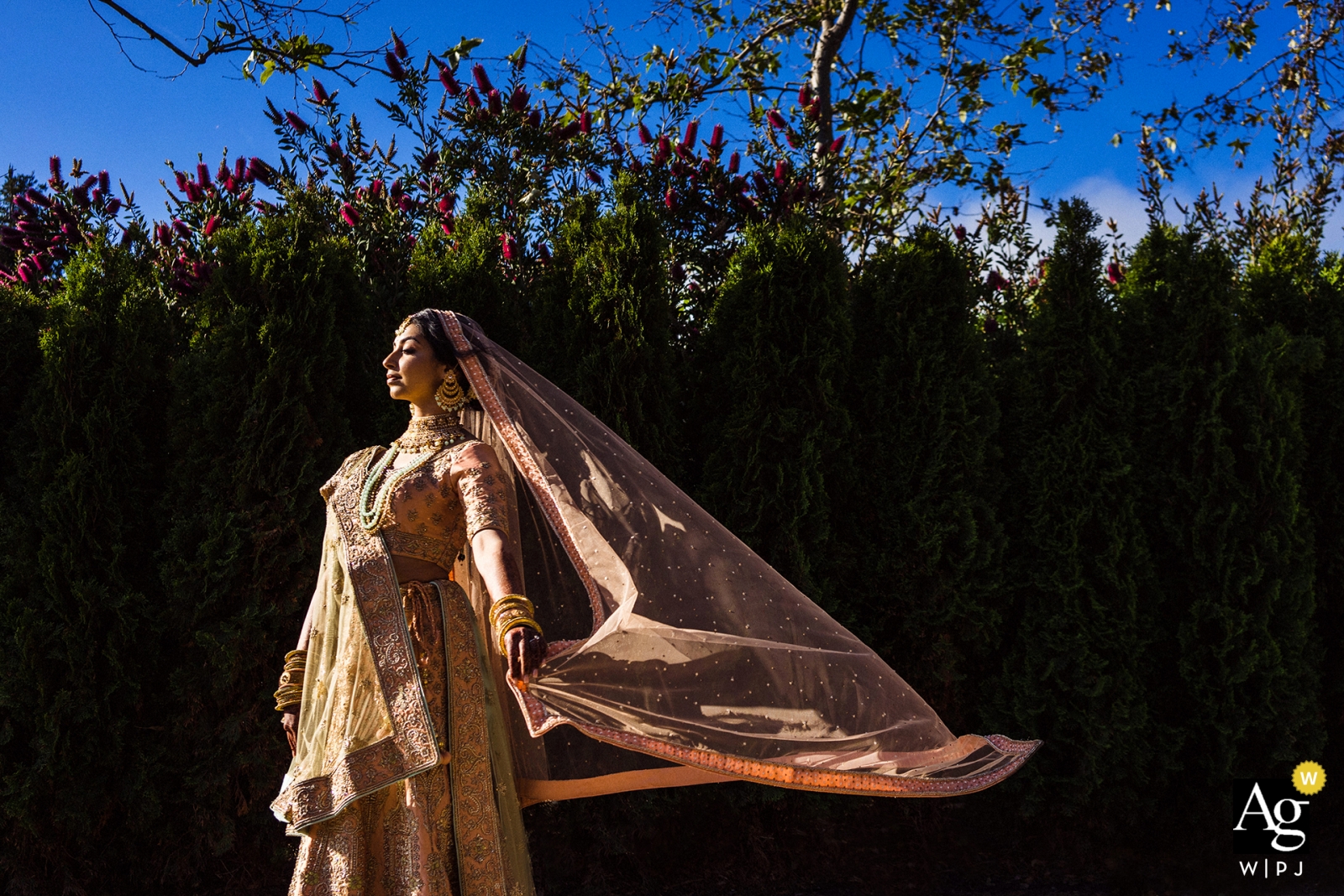 San Jose, Ca Bride pone nel suo matrimonio Sari durante il servizio fotografico soleggiato