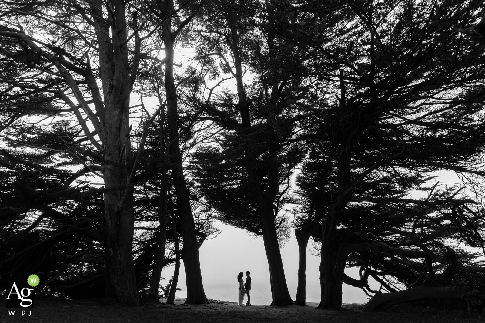 Cypress Grove, Brewery Gulch Inn, Mendocino, CA, kreatives Hochzeitstag-Silhouettenporträt der Braut und des Bräutigams unter den Zypressen