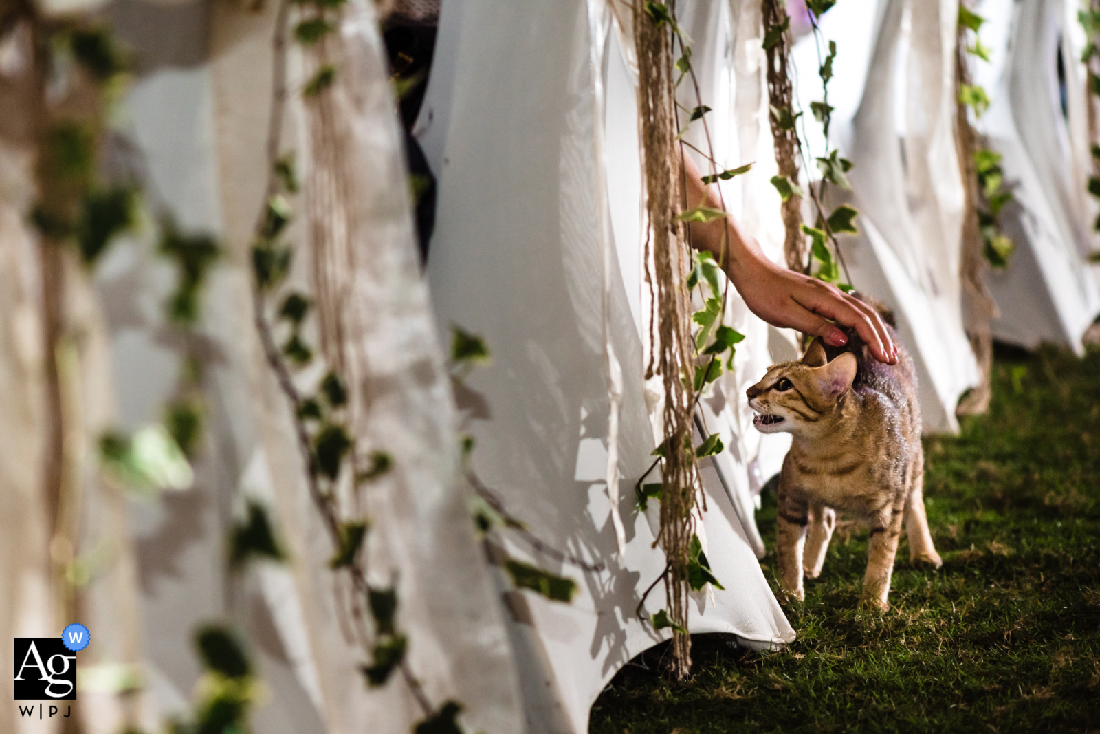 Vietnam wedding detail image of a cat roaming the outdoor reception with a guest reaching down to pet her