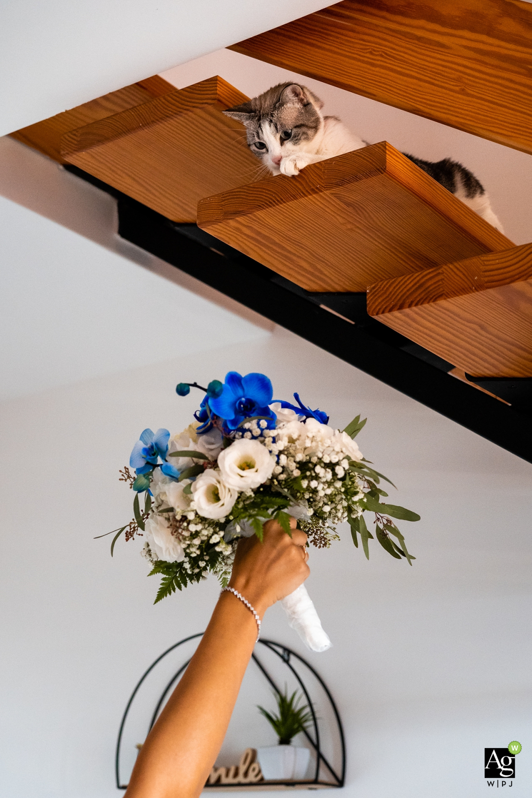 Trieste, Italie fine art mariage détail photographie photo avec le chat et le bouquet de la mariée étant retenu