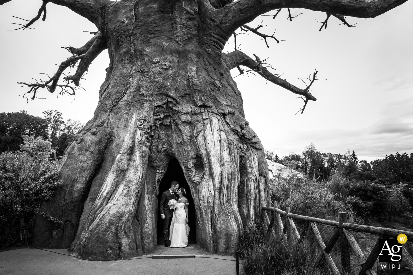 Retrato de casamento de Zurigo capturado sob uma árvore gigante