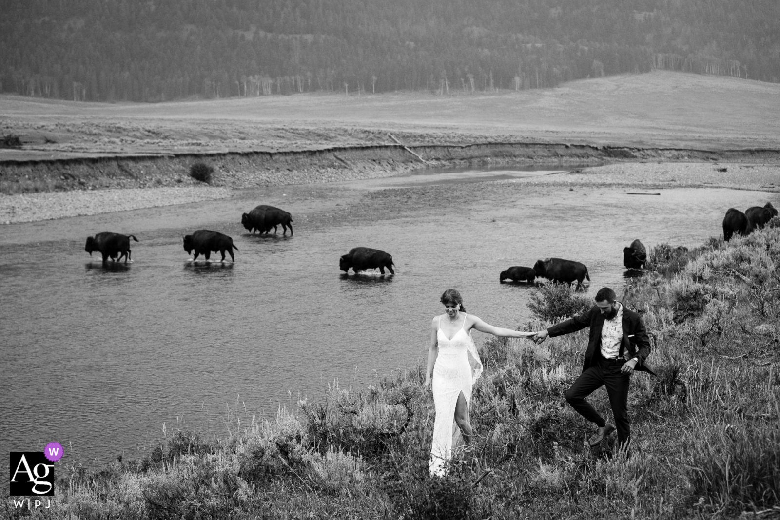 Regardez cette photo illustrée du jour du mariage de Lamar Valley dans BW du couple avec le bison, qui était une photo vedette parmi les meilleures photographies de mariage à Yellowstone de la WPJA