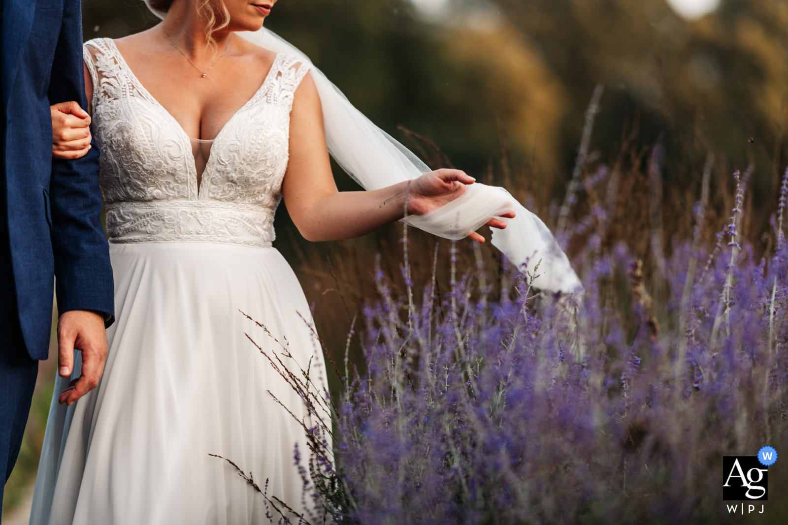 Veja esta imagem graciosa de casamento em Middleton Lodge mostrando A noiva tira seu véu do caminho de um pouco de lavanda enquanto ela passa com seu novo marido, que foi uma imagem apresentada entre as melhores fotos de casamento no Reino Unido, da WPJA