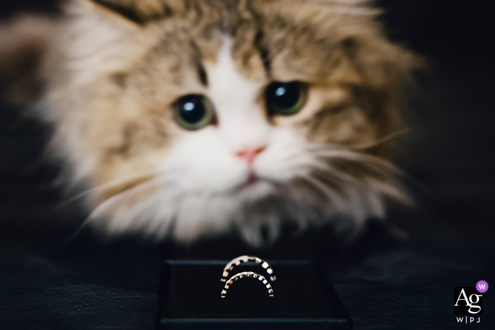 Bride’s cat in Nanping, Fujian, sits near an engagement ring at home, looking curious.