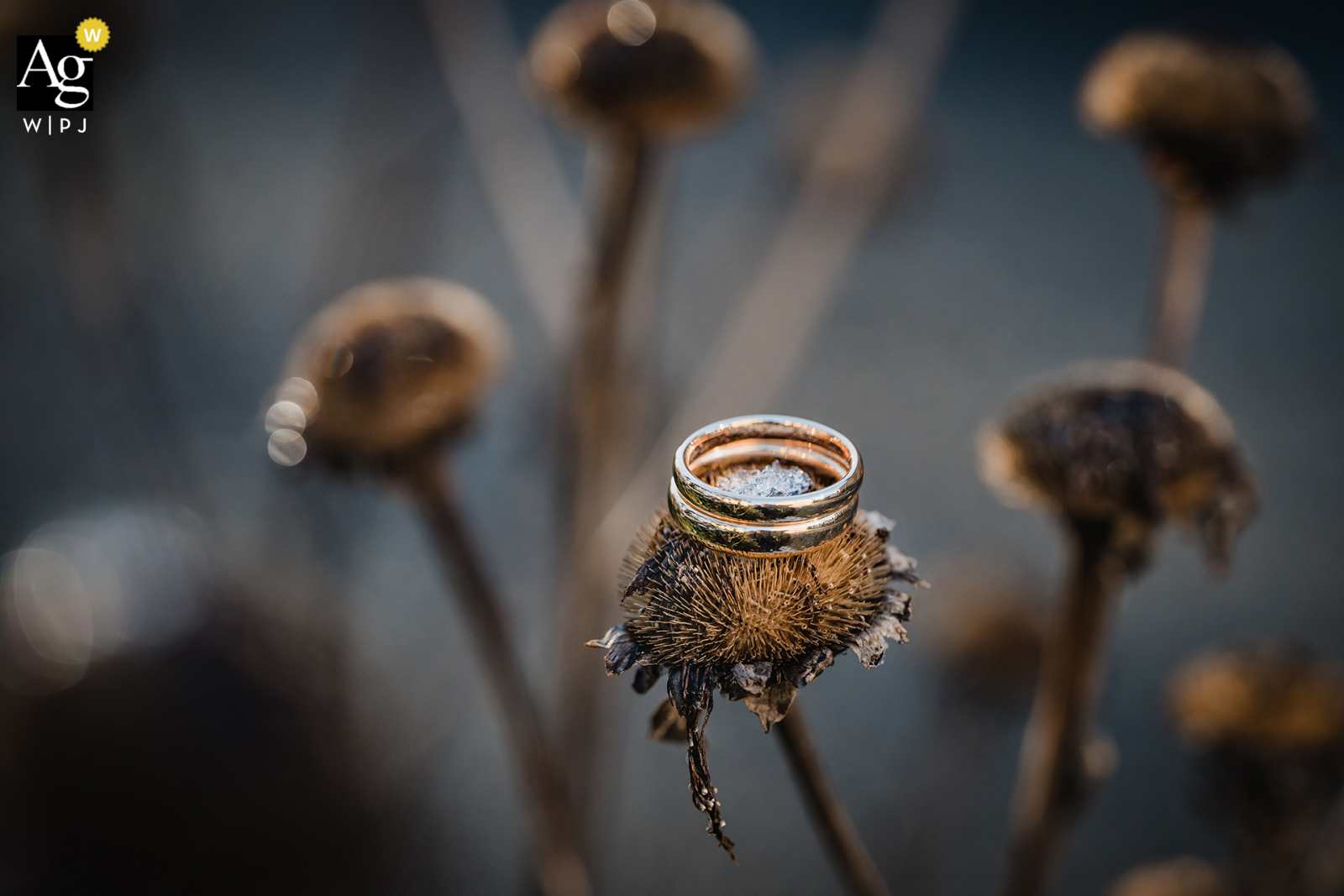   Wedding rings are artfully placed on frosted plants at Kochbar Rönsahl in Kierspe, Germany, capturing a delicate and unique detail amidst a wintry landscape.