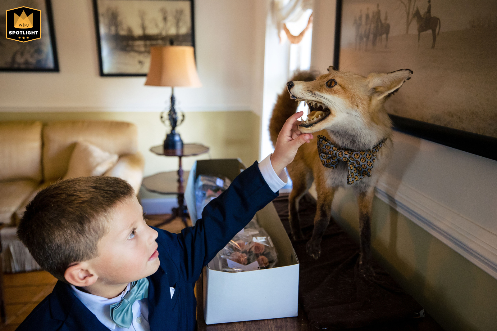 Radnor Hunt, Pa. — A wedding photojournalist captures a candid moment as a young boy in a suit curiously touches the teeth of a taxidermy fox inside a stately room.