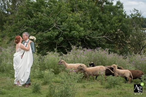 In the countryside near Frouzins, France, the bride and groom embrace in a green meadow while a group of curious sheep wanders toward them in the background.