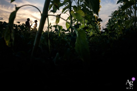 Wedding couple standing in a sunflower field at sunset near their reception venue in Lot-et-Garonne.