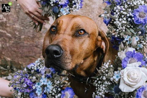 Bride’s Dog Sits Among Bouquets at Gut Ahe in Sauerland Germany Celebrating Pet Inclusion A dog belonging to the bride sits among the bridesmaids’ bouquets at Gut Ahe / Friggen in Sauerland, North Rhine-Westphalia, Germany, documenting the inclusion of a pet in the festivities.