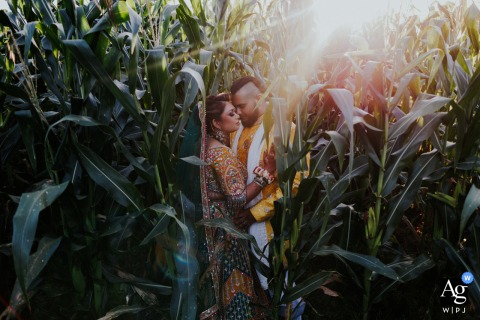   In a sunlit cornfield on their way to the reception, the couple pauses for a portrait just after their Hindu ceremony, the warm glow adding romance to the scene.