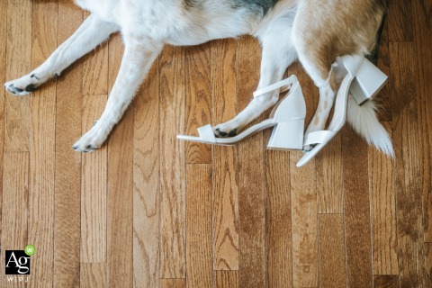 Wedding Shoes Placed on a Dog Add Humor to Getting Ready Scene in Cleveland Ohio At home in Cleveland, Ohio, a playful get-ready scene unfolds as the couple’s wedding shoes are placed on their dog, adding humor and charm to the wedding preparations.