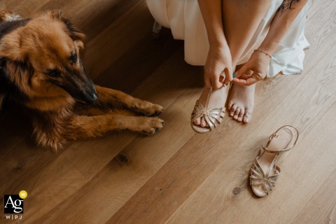 Bride Slips On Shoes With Loyal Dog Watching At Domaine Des Loups Niort While preparing for the ceremony at Domaine des Loups in Niort, France, the bride slips on her shoes, her loyal dog keeping a close, watchful eye on her.