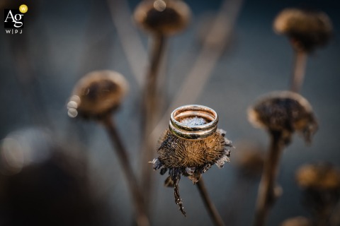 Wedding Rings Artfully Placed On Frosted Plants At Kochbar Rönsahl Kierspe Germany Wedding rings are artfully placed on frosted plants at Kochbar Rönsahl in Kierspe, Germany, capturing a delicate and unique detail amidst a wintry landscape.