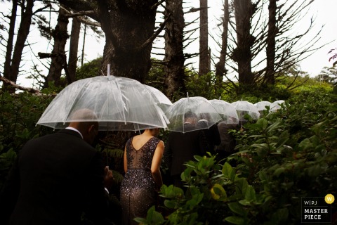 The bridal party proceeds through the greenery in the rain carrying clear umbrellas in this photo by a Victoria, British Columbia wedding photographer.