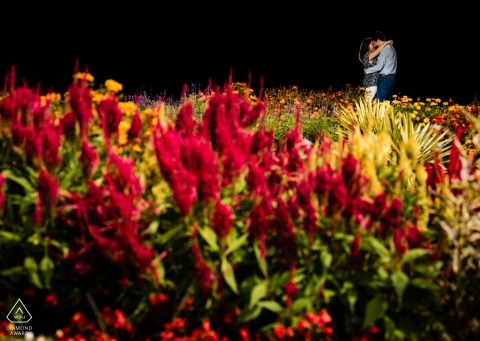 The North Carolina engaged couple stands in a vibrant, sea of blooming flowers in red and yellow