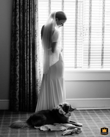 At the Taconic Hotel, Manchester, Vermont, the bride's pup expresses his reluctance to share her with the groom during bridal portraits.