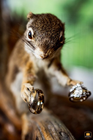 Whimsical Estes Park Mountain Wedding with a Ring-Bearing Taxidermy Squirrel Taxidermy squirrel in Estes Park, CO, holds wedding rings, representing a unique mountain wedding detail.