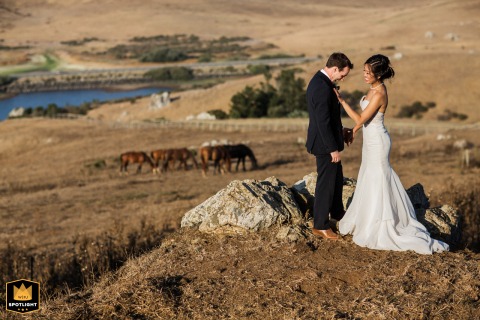 California Fields Frame A Loving Couple's Vows With Horses Grazing Bride and groom stand in a field with grazing horses at Danehill Manor, Nicasio, California.