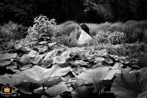 Serene Embrace on Water Lily Dock, Jardin des Martels, France At the Jardin des Martels in Giroussens, France, a wedding photographer captures a serene scene. The image shows the couple in a loving embrace, standing on a dock in front of giant water lilies.