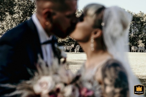 Whimsical Italian Wedding Kiss: Bride And Groom With Playful Zebras At Ca' Bevilacqua Wedding photo at Ca' Bevilacqua in Italy: bride and groom kiss with a humorous background of two zebras.