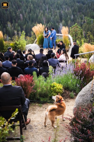 Loyal Dog Watches The Ceremony Beside The Couple At South Lake Tahoe, California Along the shores of South Lake Tahoe, California, a devoted dog stands by attentively, witnessing the vows as the couple exchanges their lakeside “I do” in an outdoor ceremony.