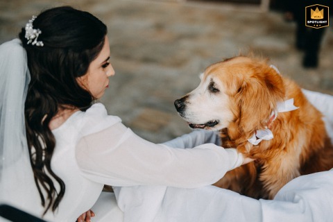 At The Palisades Country Club in Charlotte, NC, the bride shares an emotional first look with her beloved 13-year-old golden retriever, cherishing a touching connection on her wedding day.