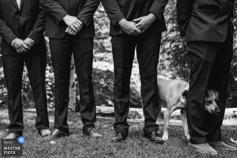 A group of groomsmen in matching suits stand in a row for a wedding ceremony at Incline Village, NV. A dog plays around their legs, adding a touch of charm to the scene.