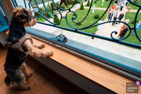 Bridegroom's dog watches his master at the end of the ceremony at Chateau de Larraldia, Villefranque, France.