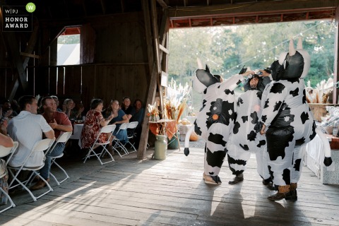 Wedding Party Members Dress As Cows During A Humorous Grand March In Blanchardville Wisconsin Blanchardville, Wisconsin, witnesses a humorous grand march as some wedding party members dress up as beer-drinking cows, celebrating the groom’s farming background.