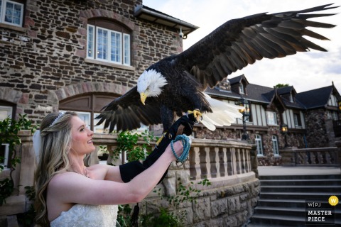 A striking moment captured at Highlands Ranch Mansion, Colorado, as the bride, wearing a leather glove, holds a bald eagle with its wings spread wide.