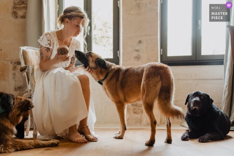 The Bride Surrounded By Playful Dogs At Domaine Des Loups In Niort, France, Enjoys Cuddles Before The Ceremony Begins. At Domaine des Loups in Niort, France, the bride finishes her preparations surrounded by dogs, each vying for her attention and cuddles before the ceremony begins.