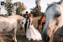 Romantic Wedding Kiss Among Horses In Afternoon Light At Domaine Des Plaines France Domaine des Plaines, France — The bride and groom share a kiss among horses in an open field, bathed in warm afternoon light, creating a romantic and pastoral wedding portrait at their ceremony location.