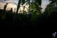 Wedding couple standing in a sunflower field at sunset near their reception venue in Lot-et-Garonne.