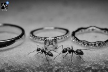   At Whitby Castle, two ants are observed moving between wedding rings, turning an ordinary detail into a unique and whimsical wedding image.