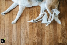 At home in Cleveland, Ohio, a playful get-ready scene unfolds as the couple’s wedding shoes are placed on their dog, adding humor and charm to the wedding preparations.