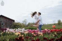 Engaged couple beams amid vibrant tulip fields and rustic barn at Country Cut Flowers, Newmarket ON.
