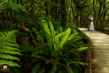In Milford Sound, Fjordland National Park, New Zealand, a couple secretly hugs on a jungle boardwalk, posing for a dramatic green foliage portrait.