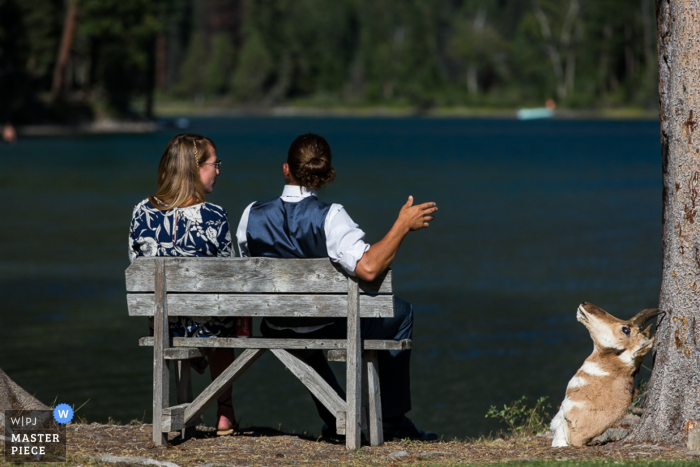 Detailfoto der Braut und des Bräutigams, die auf einer Bank vor einem See neben einem präparierten Hirschkopf sitzen, aufgenommen von einem Hochzeitsfotografen aus Missoula, MT.