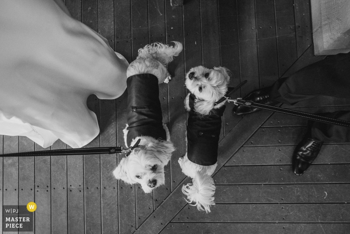 Photo: <a href="https://www.wpja.com/contests/2016-q3-photography-contest/patterns-shapes/1922231"> Dean Dampney - Australie </a> Photo noir et blanc de deux petits chiens déguisés pour la cérémonie et tenus par les mariés par un photographe de mariage de New South Whales, Australie.