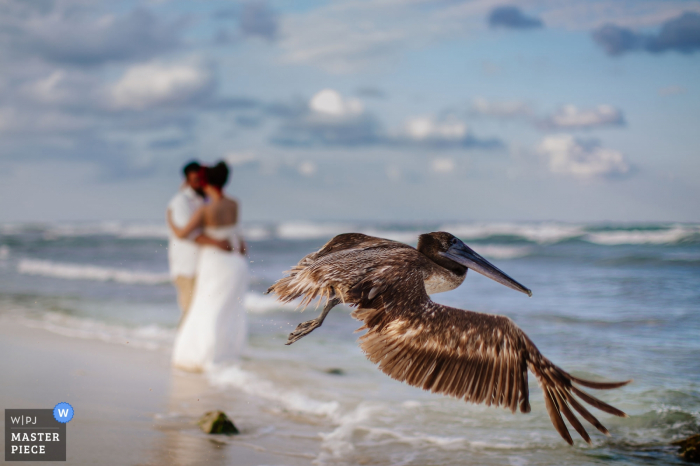 De bruid en bruidegom kussen elkaar op een strand terwijl een grote reiger voor hen vliegt op deze foto van een trouwfotograaf uit Playa del Carmen.